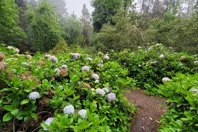 Private Redwood Forest Hiking Tour - Who Will Love This Experience?