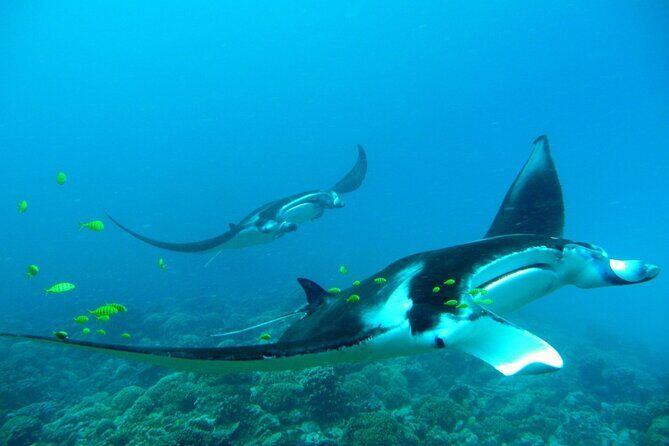 Private Reef Discovery Luxury Dream Day Tour in Bora Bora - The Sum Up: Who will love this experience?