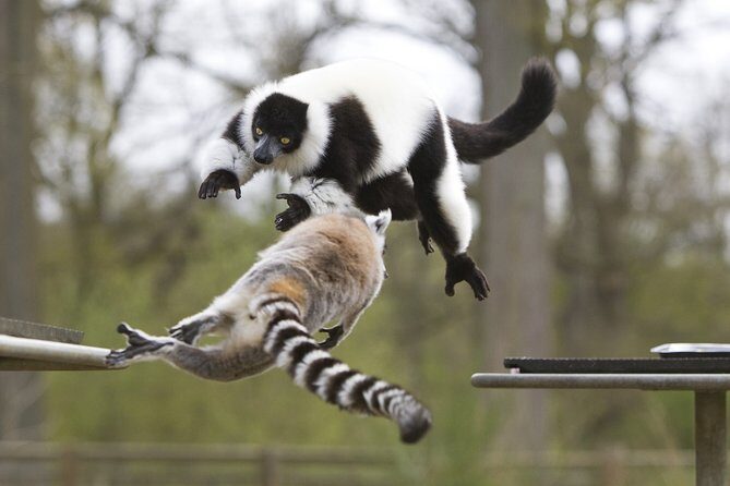 Private Return Transfer Thoiry Zoo Safari from Paris - Who Is This Tour Best Suited For?