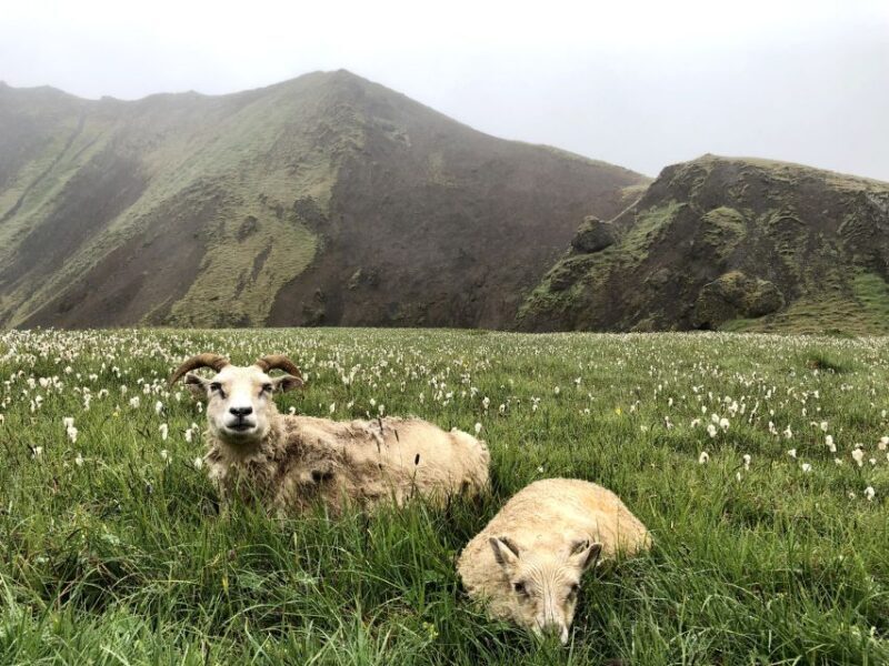 Private Reykjadalur Hike & Hot River Geothermal Tour - FAQs