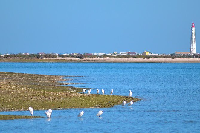 Private Ria Formosa Natural Park Boat Cruise from Faro - The Boat and Comfort