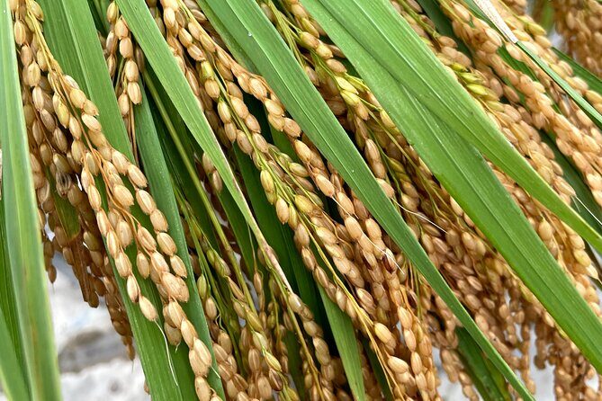 Private Rice Agriculture Experience in Mie - An In-Depth Look at the Experience