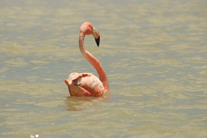 Private Rio Lagartos Flamingo and pink lakes - An In-Depth Look at the Rio Lagartos Flamingo and Pink Lakes Tour