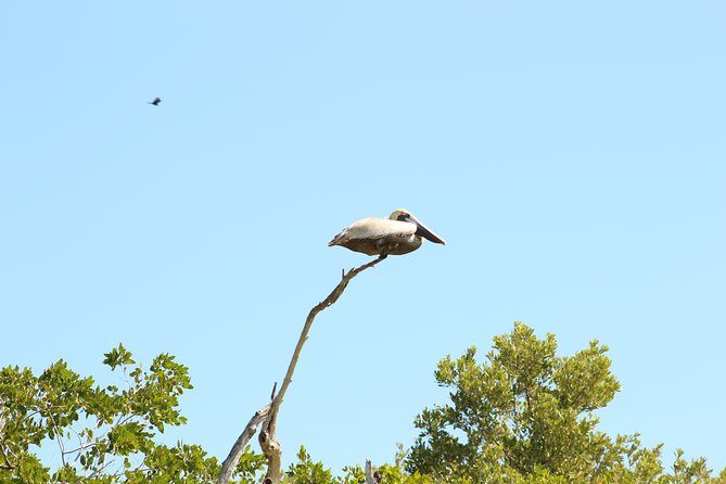 Private Rio Lagartos Flamingo and pink lakes - The Sum Up