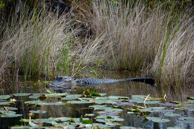 Private River Of Grass Everglades Airboat Adventure - Who Should Consider This Tour?