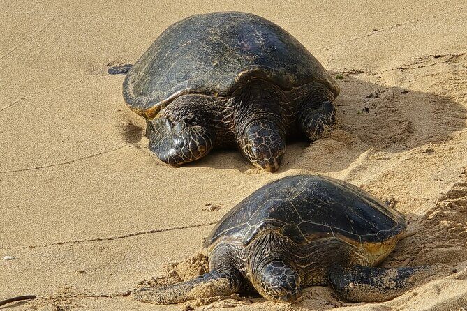Private Road to Hana Tour with Pickup-Ultimate Package, Backside - What Makes This Tour Special?