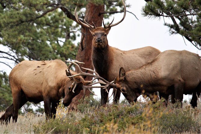 Private Rocky Mountain National Park Tour from Denver - What Makes This Tour Stand Out?