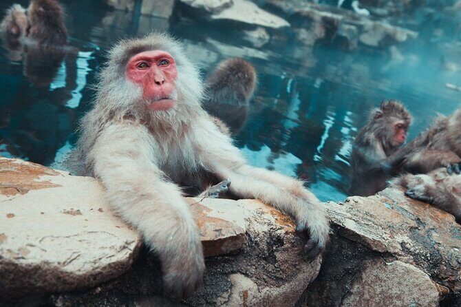 Private roundtrip transport: to/from Snow Monkey Park - Why Choose Private Transport to Snow Monkey Park?