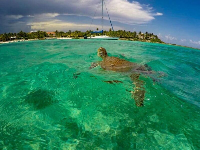 Private Ruins, Turtles Snorkel & Adventure Park with Lunch - An In-Depth Look at the Tour Experience