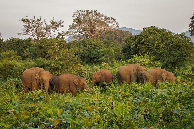 Private Safari Camping in Buttala - Value for Money