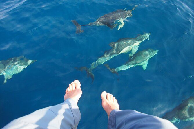 Private Sailing - dolphin Experience from Estepona - drink & food - An In-Depth Look at the Private Sailing from Estepona