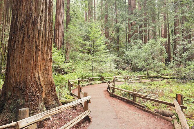 Private San Francisco City Tour and Muir Woods with Sausalito - Final thoughts