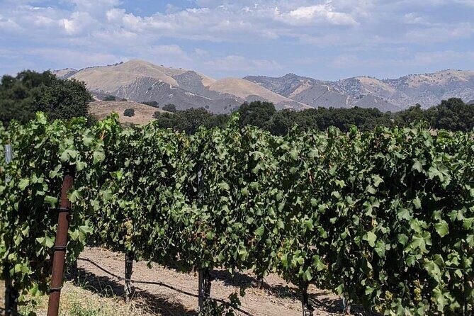 Private Santa Ynez Valley Wine Tasting Tour for up to 4 guests - The Itinerary in Depth
