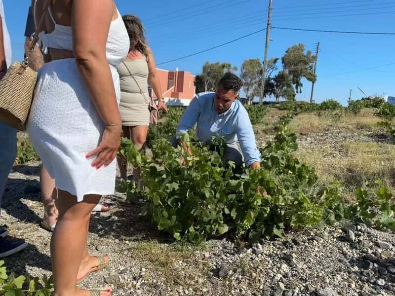 Private Santorini Wine Journey: 2 Top Wineries & Local Lunch - What Makes This Tour Stand Out