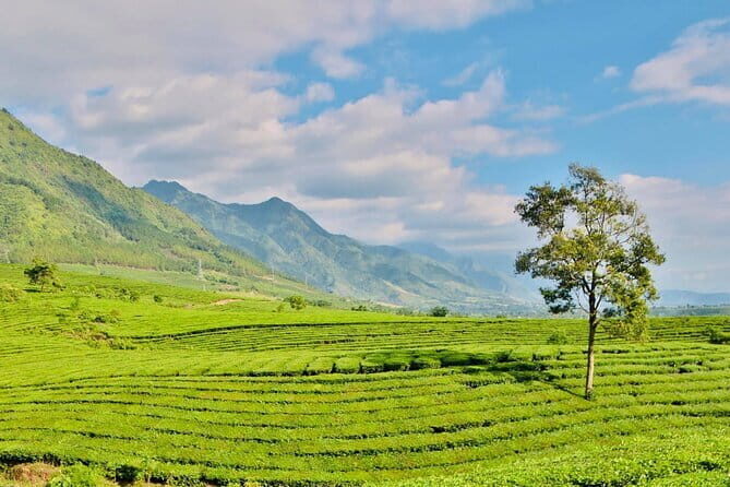 Private Sapa Motorbike Tour - Tea Hill - Key Points
