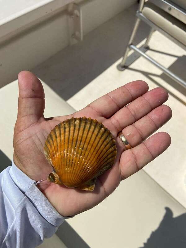 Private Scallop Hunt and Snorkel - FAQ