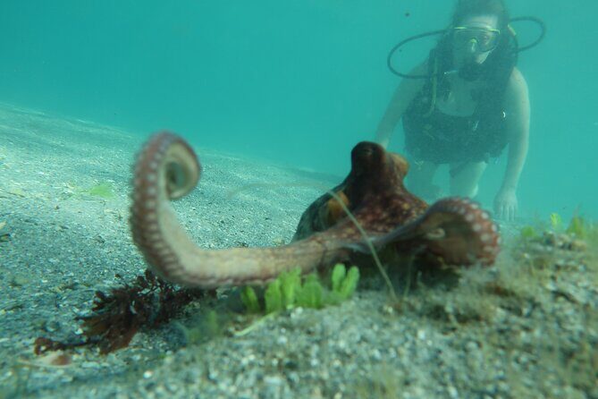 Private Scuba Diving Expert-Led Excursion Training with Tour - The Underwater Experience