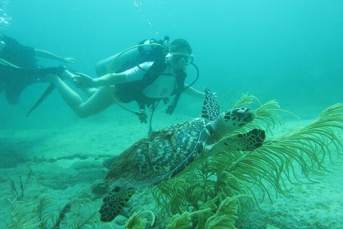 Private Scuba Diving Expert-Led Excursion Training with Tour - The Value of Private Guided Tours