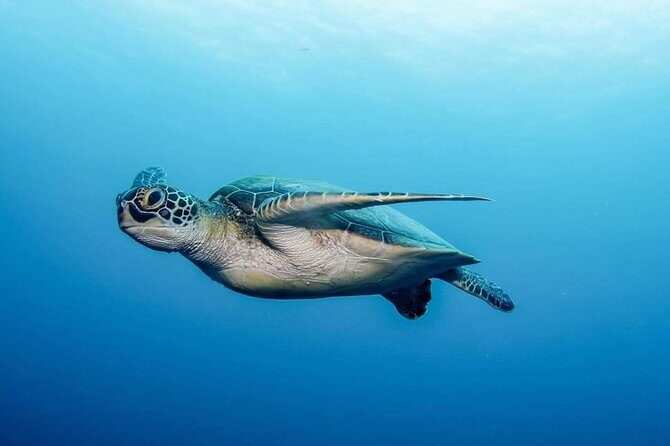 Private Scuba Diving in Tenerife Certified Instructor & Photos - The Itinerary Breakdown