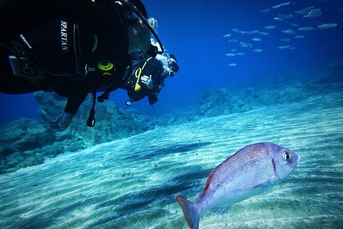 Private Scuba Diving in Tenerife Certified Instructor & Photos - The Photos and Videos: A Bonus