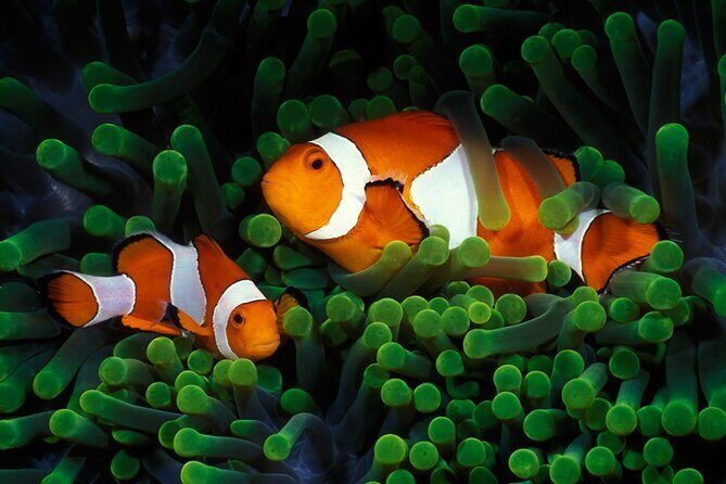 Private Scuba Diving Initiation with Licensed Guide - Key Points