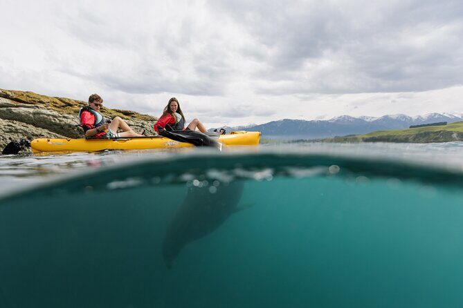 Private Seal Kayaking and Wildlife Tour in Kaikoura - An In-Depth Look at the Kaikoura Wildlife Kayaking Experience