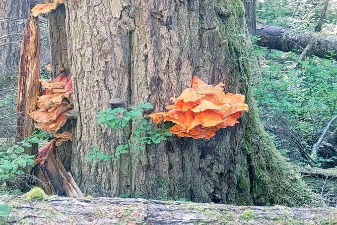 Private Seaplane & Wilderness Hiking Tour to Tongass NF - Whats Included and Whats Not