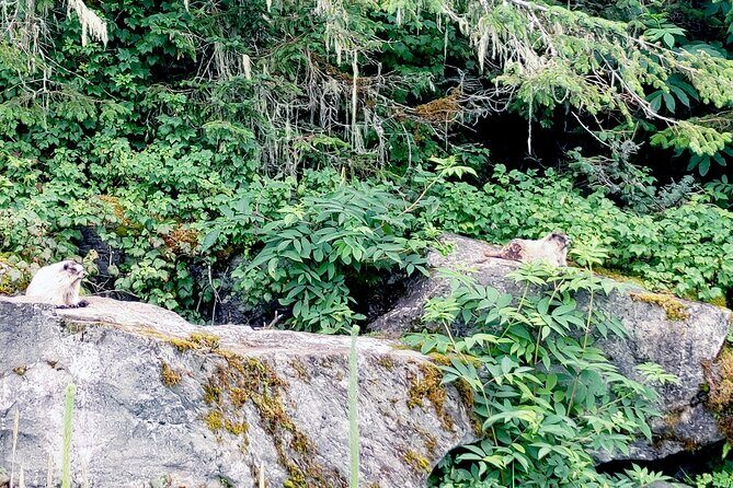 Private Seaplane & Wilderness Hiking Tour to Tongass NF - FAQ