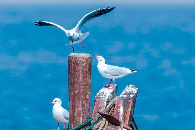 Private Seasonal Day Tour to Beidaihe from Beijing with Birding Experience - Key Points