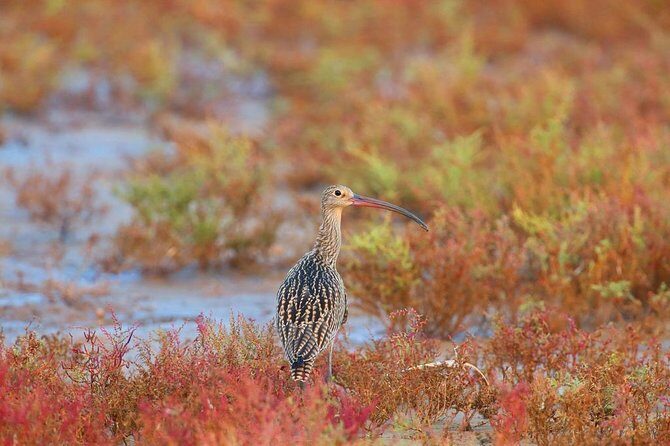 Private Seasonal Day Tour to Beidaihe from Beijing with Birding Experience - FAQs