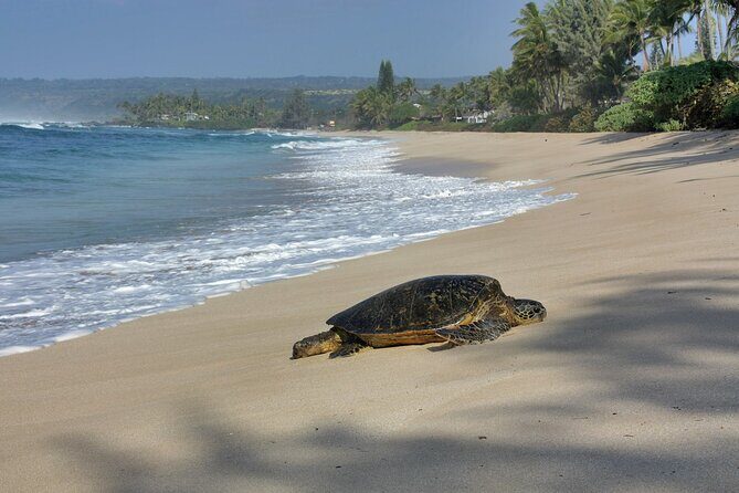 Private Secret Spots Tour on Oahu Hawaii - Who Should Consider This Tour?