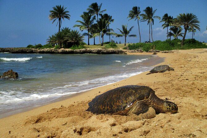 Private Secret Spots Tour on Oahu Hawaii - The Sum Up