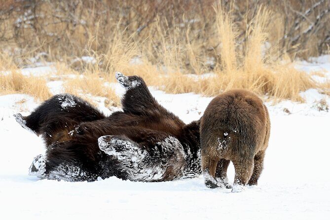 Private Seward Cruise Transfer & Scenic Tour for Large Groups - The Sum Up