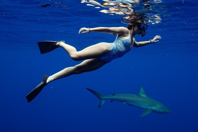 Private Shark Dive, Oahu, Hawaii (6 Guest) - Who Should Consider This Tour?
