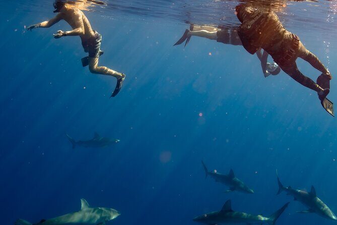 Private Shark Dive, Oahu, Hawaii (6 Guest) - Final Thoughts