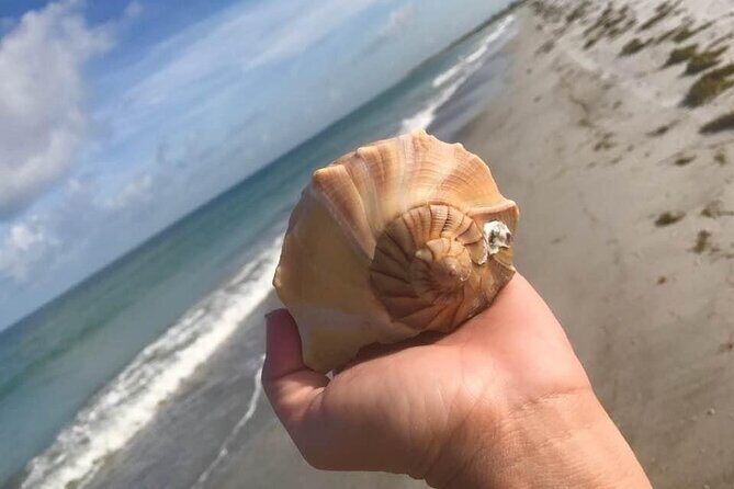 Private Shell Key Island Adventure Dolphins And Shells - The Authenticity and Personal Touch