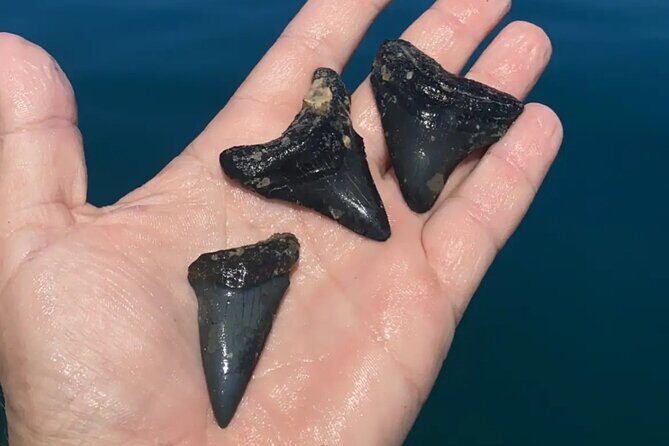 Private Shell Key Island Adventure Dolphins And Shells - The Sum Up: Is It Worth It?