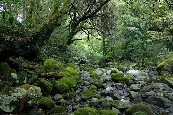 Private Shopping Tour from Hakone City to Grandberry Park - Frequently Asked Questions (FAQs)