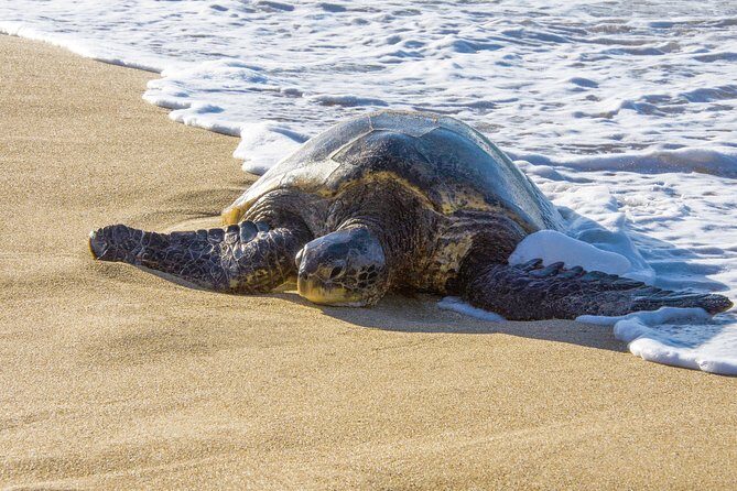 Private Shore Excursion: Best Highlights of Maui - Authentic Insights from Travelers