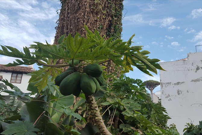 Private Shore Excursion in Tenerife from your Cruise Ship - The Sum Up