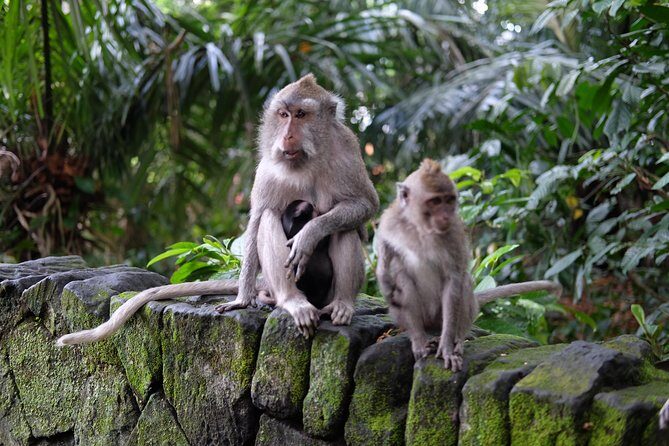Private Shore Excursion: Ubud Art Villages and Sacred Monkey Forest - FAQ