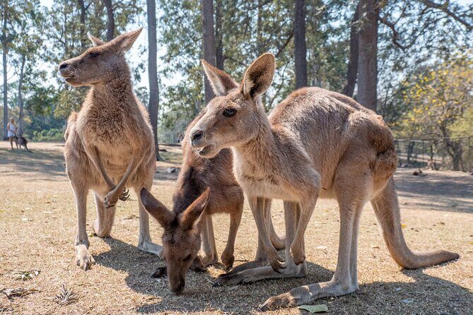 Private Shore Excursions with Lone Pine Koala Sanctuary Visit - Practical Details and What to Expect