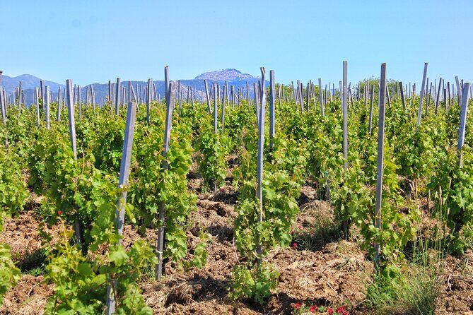 Private Sicilian Winery Tour with Gourmet Lunch Country Escape - Discovering the Heart of Sicilian Winemaking