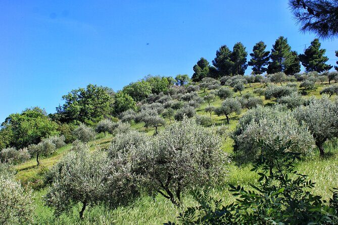 Private Sicilian Winery Tour with Gourmet Lunch Country Escape - What Reviewers Say