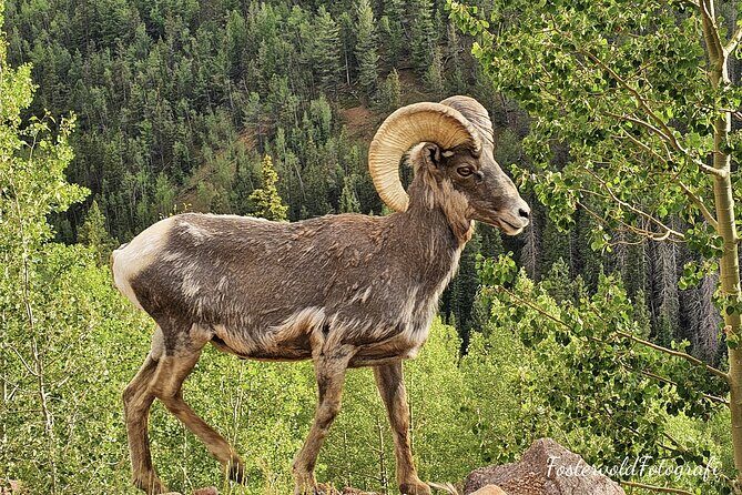 Private Sightseeing Bronco Tour in Cripple Creek, Colorado - Why This Tour Is Worth It