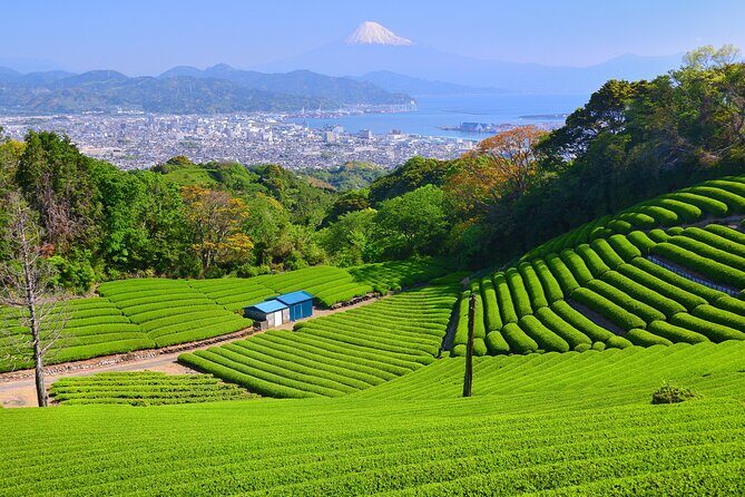 Private Sightseeing Tour from Shimizu Port /Small Bus - Key Points