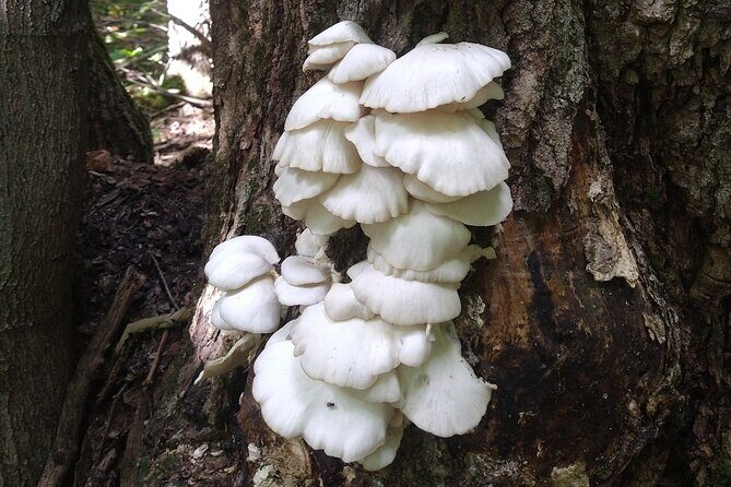 Private Singhampton Caves Hiking Tour, Collingwood/Blue Mountain - Who Should Consider This Tour?