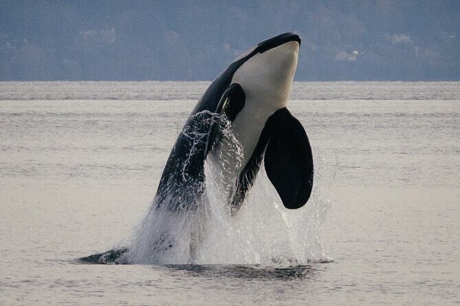 Private Skippered Charters in Puget Sound - Who Is This Tour Best For?