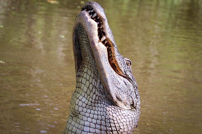 Private Small Airboat Ride with Tranportation from New Orleans - An Honest Look at the Private Small Airboat Ride from New Orleans