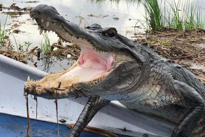 Private Small Airboat Ride with Tranportation from New Orleans - The Experience in Detail: What to Expect